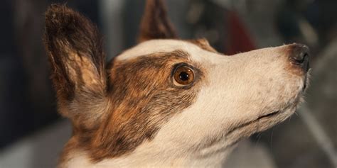 I met Belka and Strelka, the first dogs to survive in space - Business ...