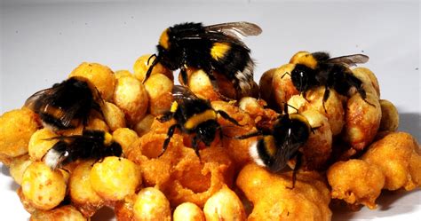 Facts About Bumblebees | Live Science