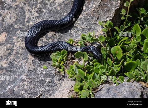 Black Tiger Snake Habitat | edu.svet.gob.gt