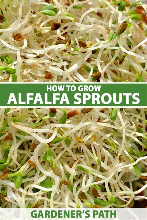 How to Grow Alfalfa Sprouts at Home | Gardener’s Path