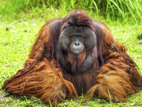 Why Bornean Orangutans Are Endangered and What We Can Do