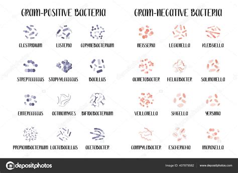 Bactéries Gram Positives Gram Négatives Classification Des Bactéries Genre Différent Stock ...