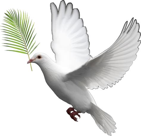 Clipart Bible Dove Clipart Bible Dove Transparent Free For Download On ...