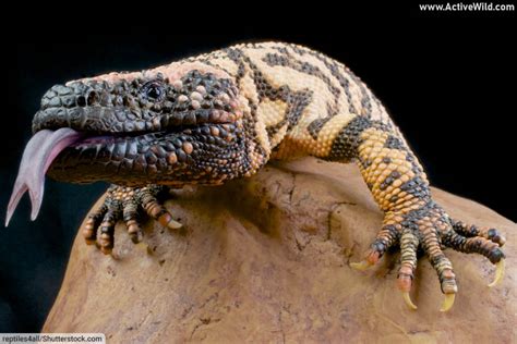 Types Of Lizards List: Pictures & Facts On Amazing Lizard Species