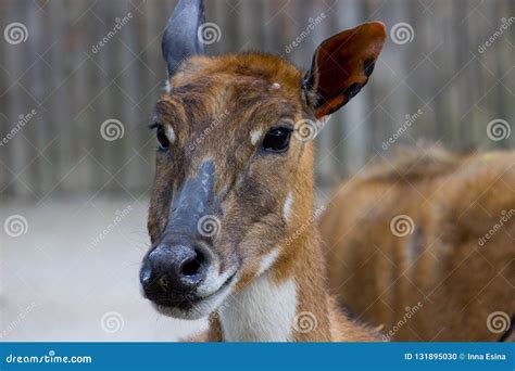 Antelope Nilgai or Blue Bull Stock Photo - Image of looking, cloven ...