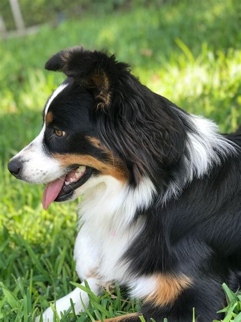 Black Tri color Aussie (Australian Shepherd) | Miniature american shepherd, Aussie puppies ...