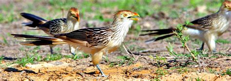 Cuckoo family Cuculidae