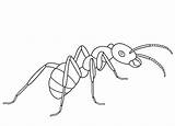 Hormiga Dibujo Para Colorear sketch template