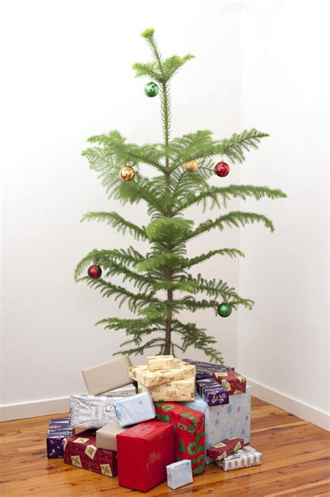 small christmas tree-8250 | Stockarch Free Stock Photos