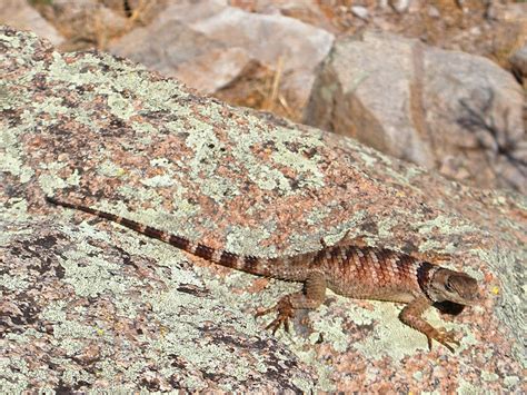 Crevice spiny lizard: Trail to Emory Peak, Big Bend National Park, Texas