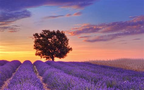 Lavender Garden Wallpapers - Top Free Lavender Garden Backgrounds ...