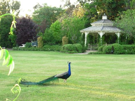 The Epiphyllum Garden: Arboretum Peacocks