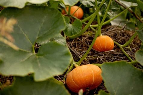 How to Identify and Treat 5 Pumpkin Diseases - Minneopa Orchards