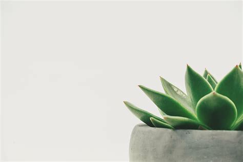photography, green, plant, gray, pot, succulent, potted, white space, white background, minimal ...