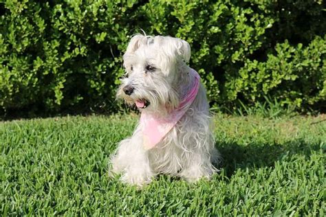 Best Dog Clipper for Schnauzers