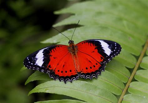 Do butterflies have a brain? - Australian Butterfly Sanctuary