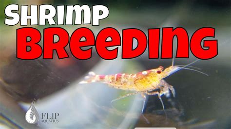 Shrimp Reproduction - The Process - YouTube