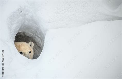 The polar bear looks out of a snow den Stock Photo | Adobe Stock