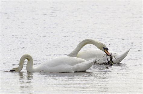 swans nesting | Swan, Nest