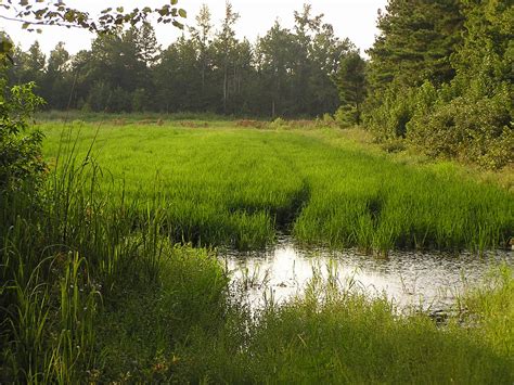 Santee, SC, near Lake Marion, Rice Fields 044 | Upland rice … | Flickr