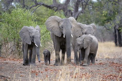 Africa’s Wildlife: June 18-July 1, 2025 – Alumni Travel Study