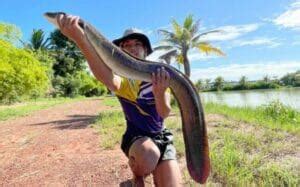 Giant Mottled Eel (Anguillidae) - New Lake Species