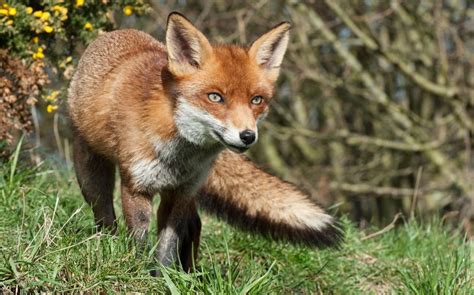 RSPCA could be blocked from using animal welfare rules to prosecute hunts as High Court rules it ...