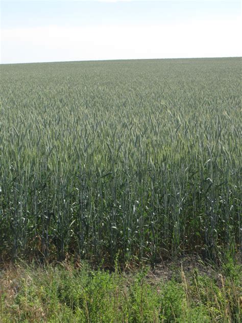 Spring Triticale seed production field (2) | Big Sky Wholesale Seeds