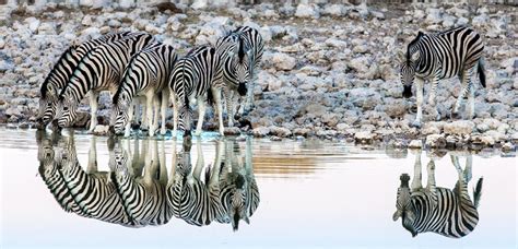 Namibia Wildlife Conservation & Sustainable Tourism