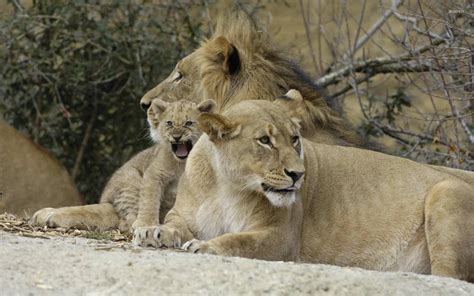 Lion family wallpaper - Animal wallpapers - #7784