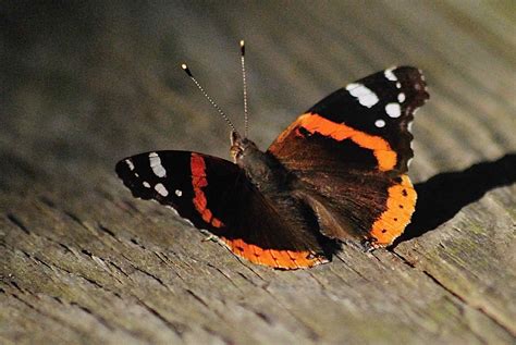 Red Admiral Butterfly