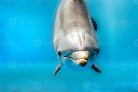 dolphin smiling eye close up portrait detail 12013029 Stock Photo at ...