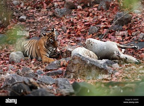 Bengal Tiger eating a meal of its kill Nilgai or blue bull antelope at ...