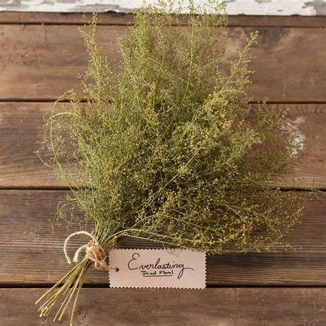 Sweet Annie - Organic Artemisia Seed | Johnny's Selected Seeds