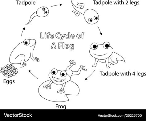 Frog Life Cycle Coloring Sheet | Porn Sex Picture