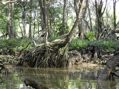 Swamps and Wetland - A-Z Animals