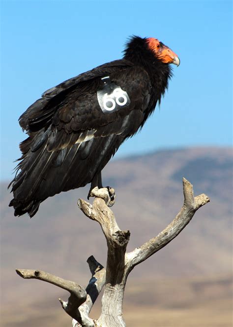 Piper's Nature Notes: The story behind the California Condors