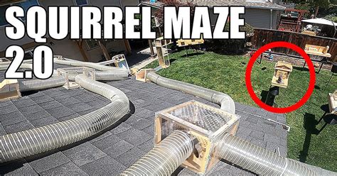 You Can’t Help but Root for the Squirrels to Get Through this Amazing Backyard Obstacle Course ...