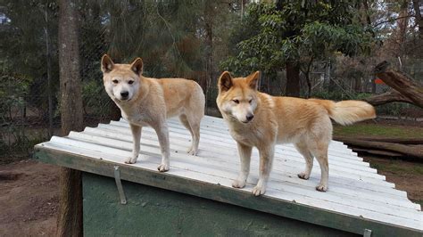 Canis_lupus_dingo_alpine_ecotype