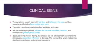 Feline scabies | PPT | Free Download