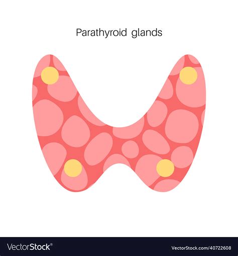 Parathyroid gland anatomy Royalty Free Vector Image