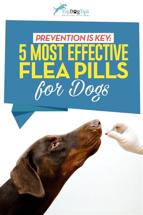 Top 6 Best Flea Pills for Dogs in 2018 (based on safety and efficacy)