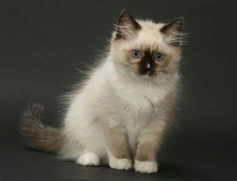 Most recent Pics Siamese Cats long haired Popular Siamese cats: everyone underst... : Most ...