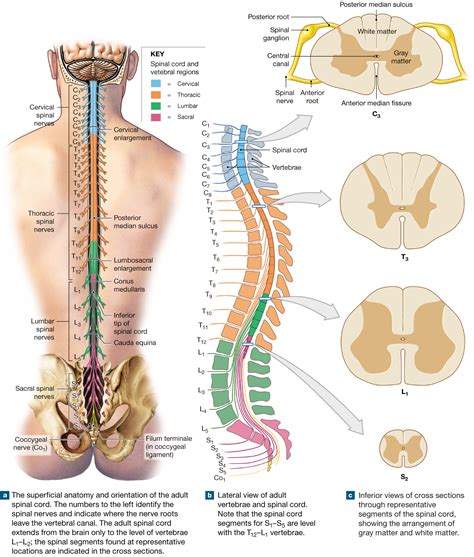 13.2: The spinal cord is surrounded by three meninges and has spinal nerve roots | Spinal nerve ...