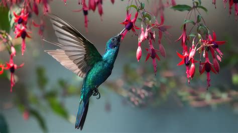 Animal Hummingbird 4K HD Wallpapers | HD Wallpapers | ID #33251