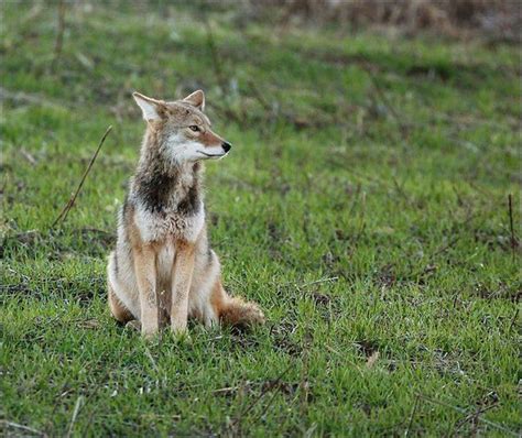 Are coyotes a real threat in Athens? | Local News | athensnews.com