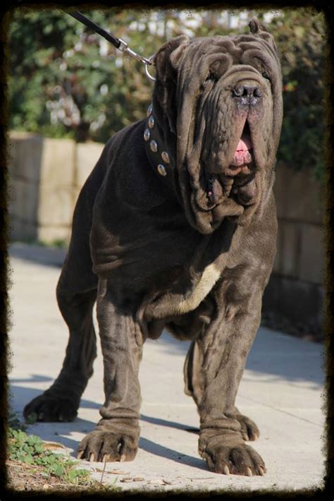 Pedigree Dogs Exposed - The Blog: The American Molossus