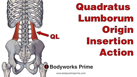 Quadratus Lumborum Anatomy: Origin, Insertion & Action - YouTube