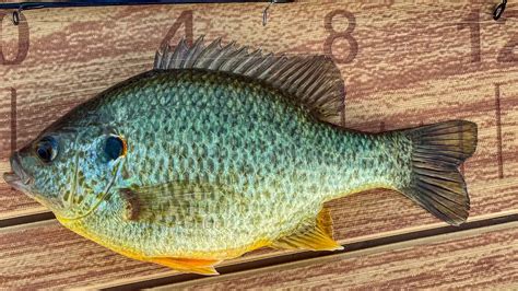 Redear Sunfish | A Comprehensive Species Guide - Wired2Fish