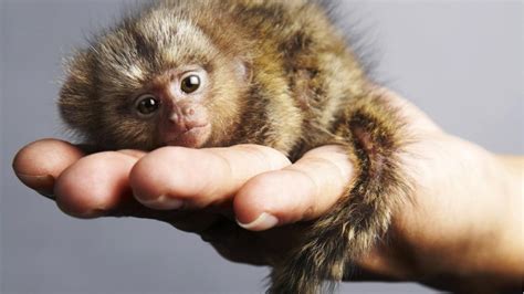 10 Fascinating Dwarf Animals You Wont Believe Exist - Facts Verse